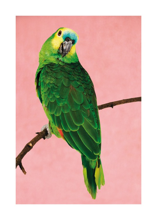 Turquoise Fronted Parrot Affiche Perroquet Vert Desenio Ch