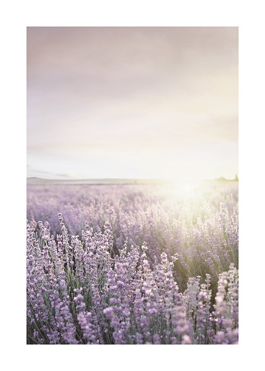 Lavender Field Affiche