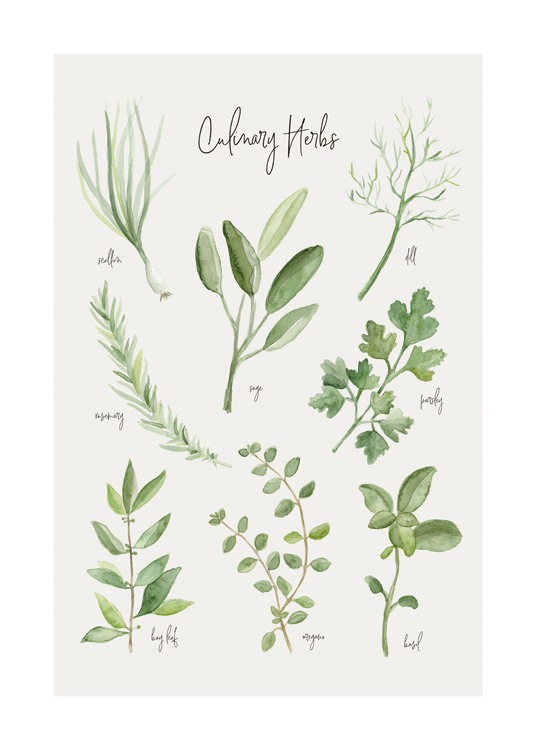 Summer Herbs Affiche