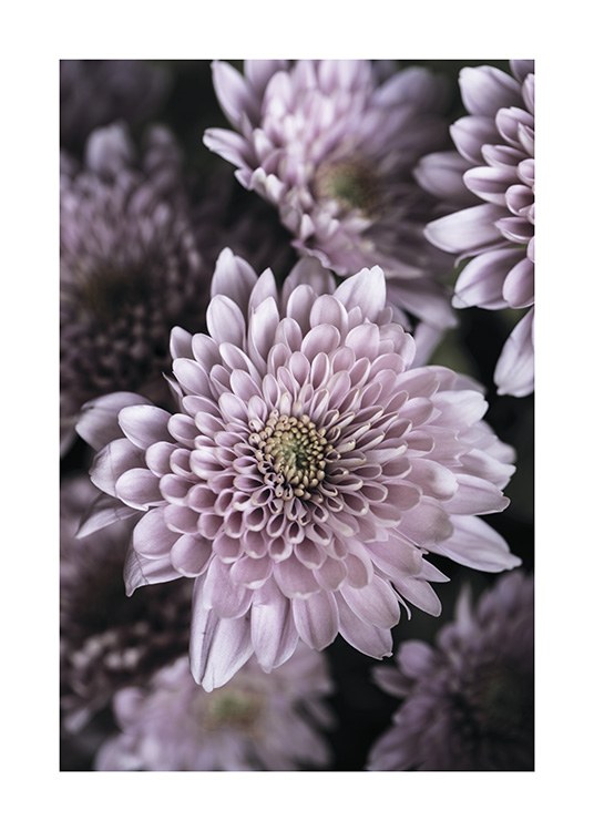 Light Purple Petals Poster