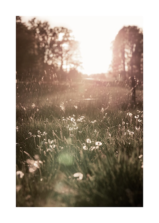 Meadow At Sunset Affiche