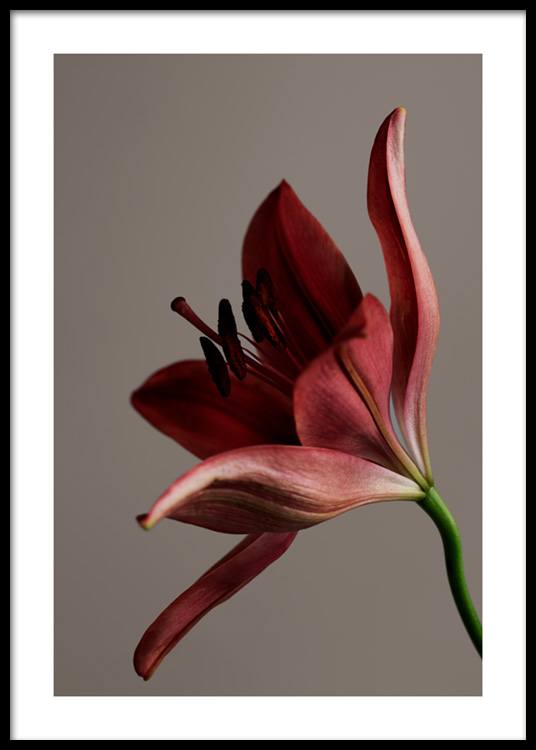  – Primo piano di un fiore in rosso su sfondo marrone