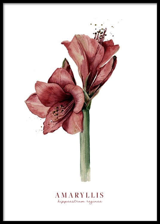  – Aquarell einer roten Amaryllis vor weißem Hintergrund