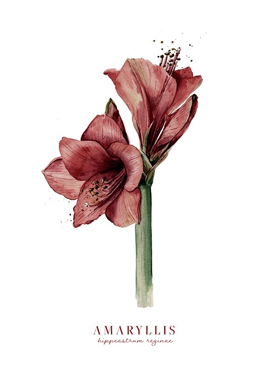  – Acquarello che ritrae un amaryllis rosso su sfondo bianco
