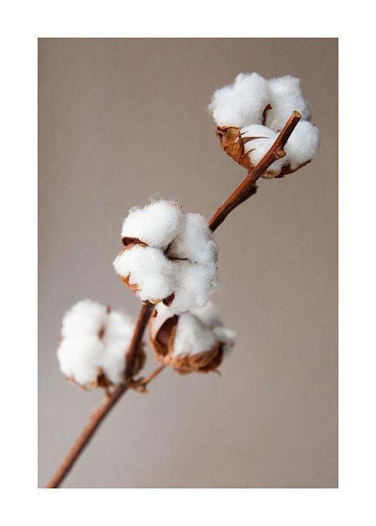 Cotton Flower Poster