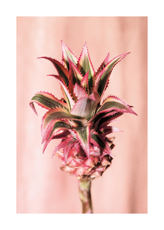 Pineapple Flower No1 Affiche