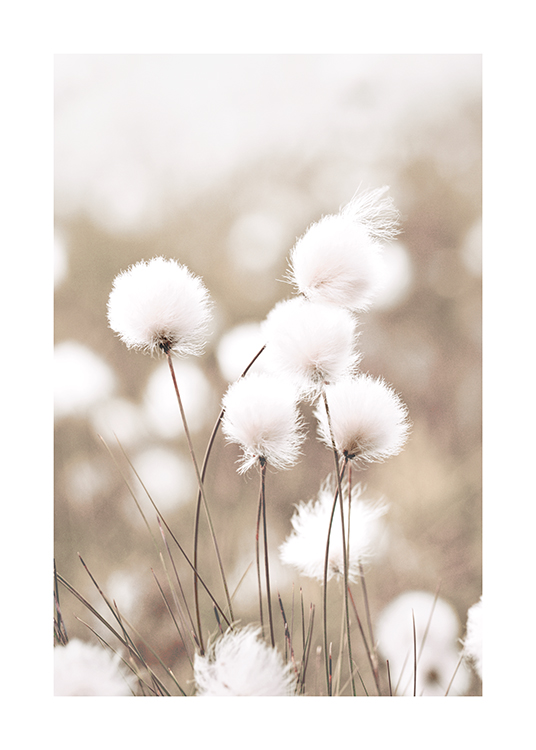  – Photographie d’herbe à coton avec des fleurs blanches, sur un fond beige flou
