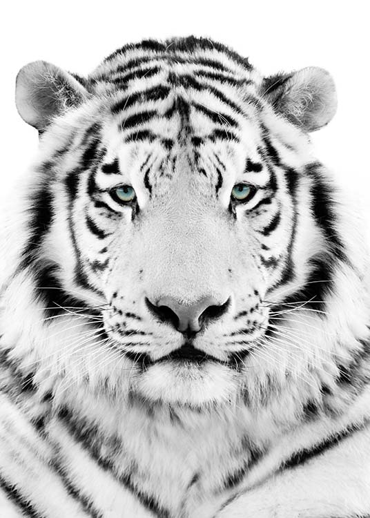 White Tiger Affische Tigre Blanc Desenio Ch