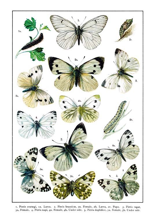 White Garden Butterflies Affiche