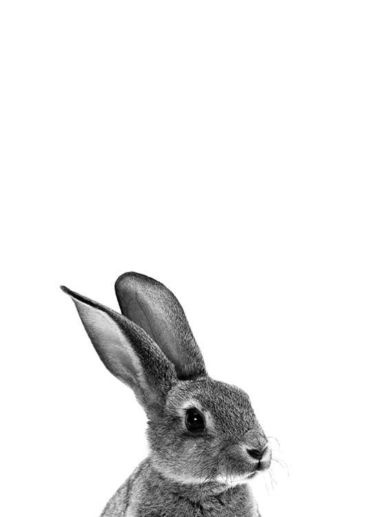 Grey Bunny Poster