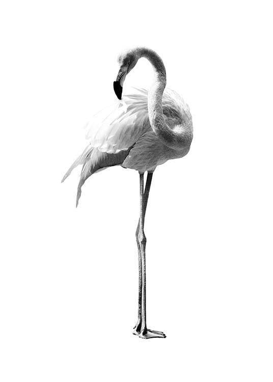 Flamingo Black And White Poster