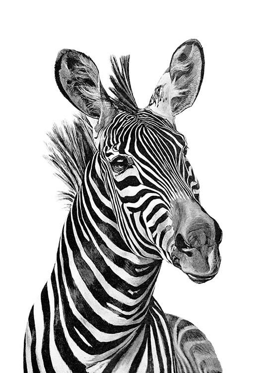 Zebra Black And White Affiche
