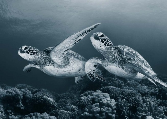 Turtle Love Affiche