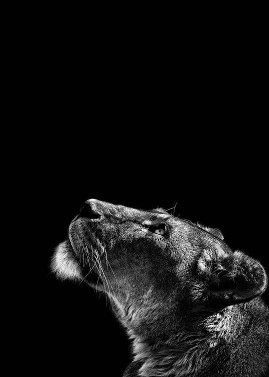 Lioness Poster