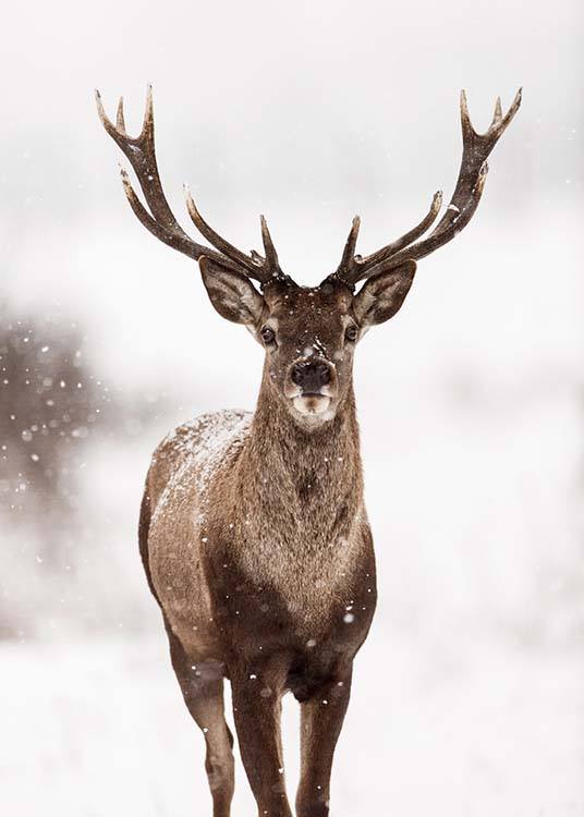  – Fotografia di un cervo in mezzo alla neve in un paesaggio invernale