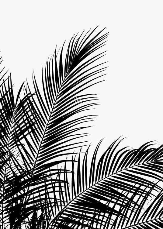 Black Palm Tree Two Affiche