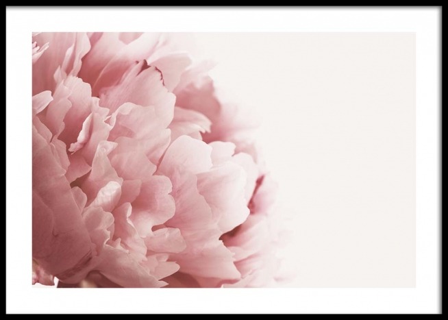 Pink Peony Close Up Poster