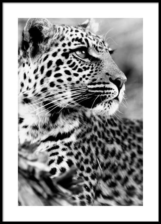 Leopard Poster