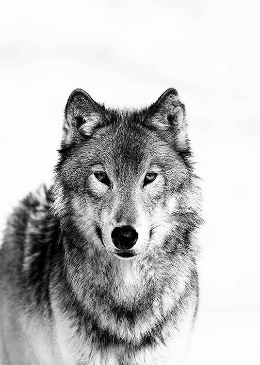 Wolf B&W Affiche