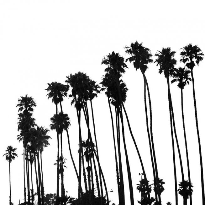Venice Beach Palm Trees No1 Affiche