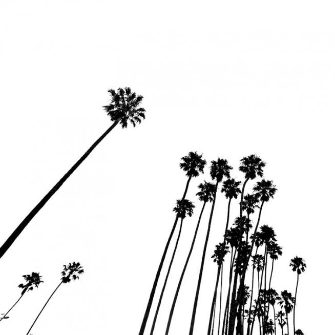 Venice Beach Palm Trees No2 Affiche / Noir et blanc chez Desenio AB (3777)