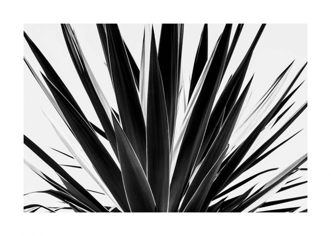 Agave B&W Affiche