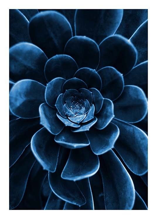 Blue Succulent Affiche