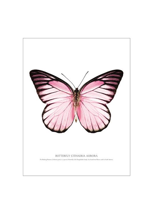 Posters Et Affiches Avec Papillon Desenio Ch