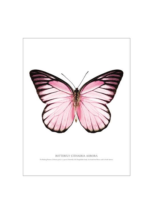 Butterfly Pink, Poster Fond Blanc 