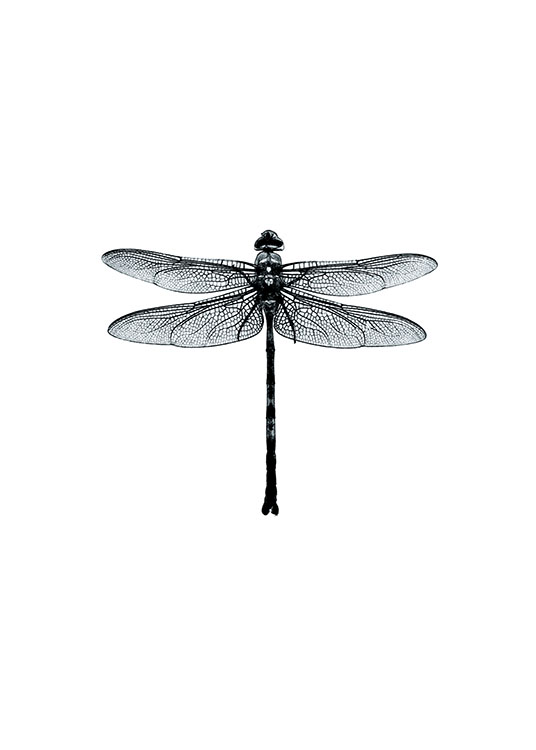 Dragonfly Black And White, Poster