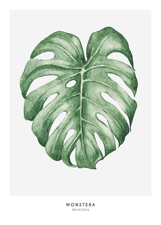 Monstera, Affiche
