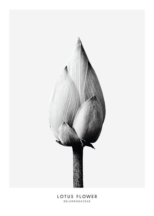 Lotus Flower, Poster