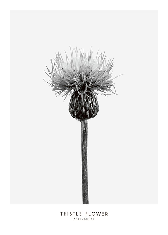 Thistle Flower, Poster