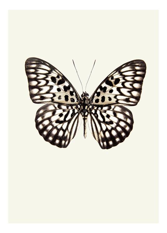 Vintage Butterfly, Affiche  