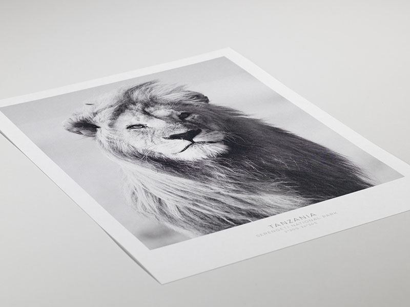  – Primo piano in bianco e nero di un leone