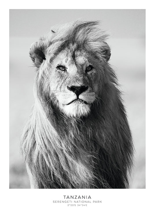 Lion, Poster