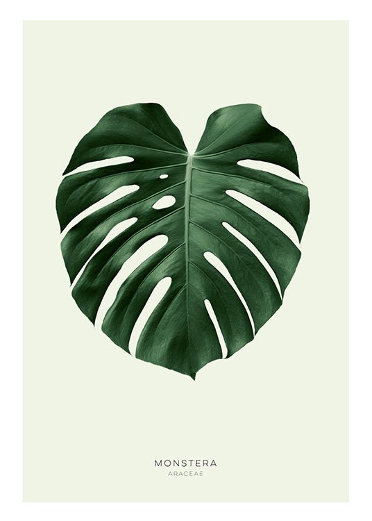 Green Monstera, Poster / Botanik bei Desenio AB (8147)
