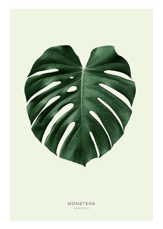 Green Monstera, Affiche