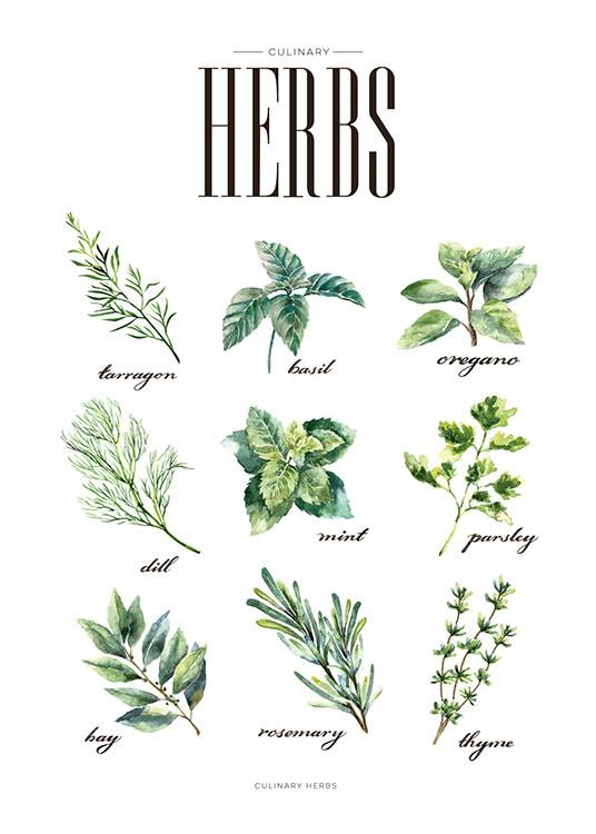 Herbs Green, Affiche