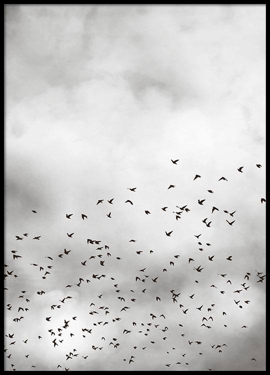 Bird Sky, Affiche / Nature chez Desenio AB (8257)