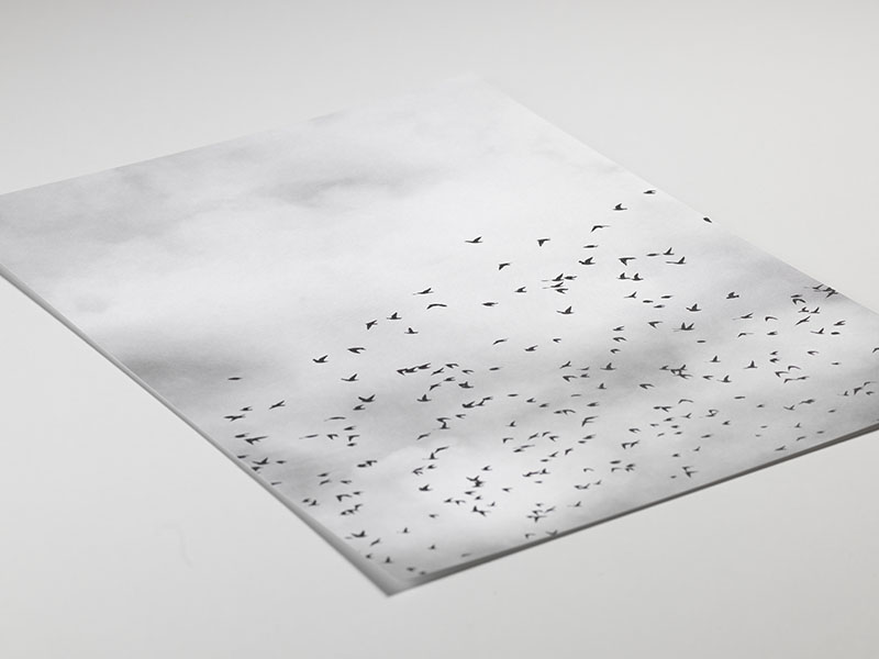 Bird Sky, Poster / Naturmotive bei Desenio AB (8257)