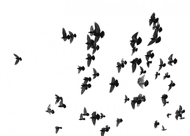 Flying Birds, Poster