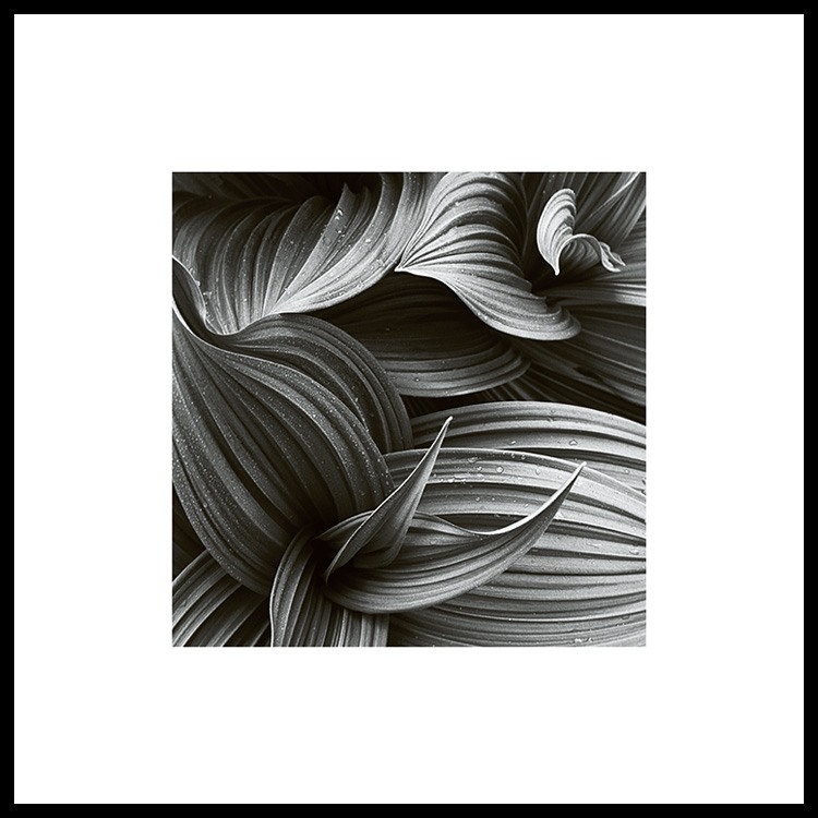 Hellebore, Affiche / Botanique chez Desenio AB (8498)