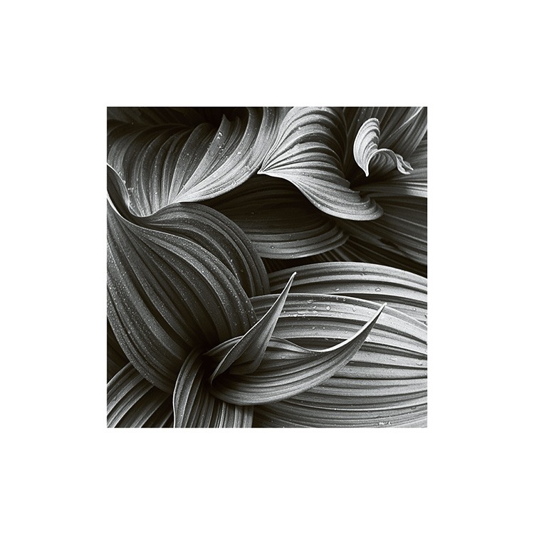 Hellebore Poster / Fiori & Piante presso Desenio AB (8498)