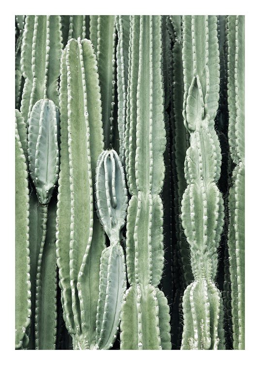 Cactus, Affiches