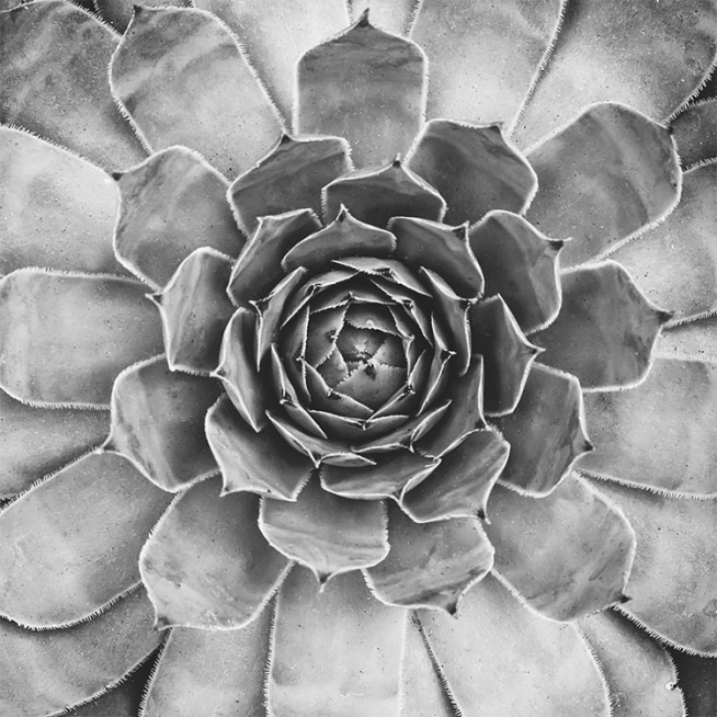 B&W Cactus Plant, Affiches
