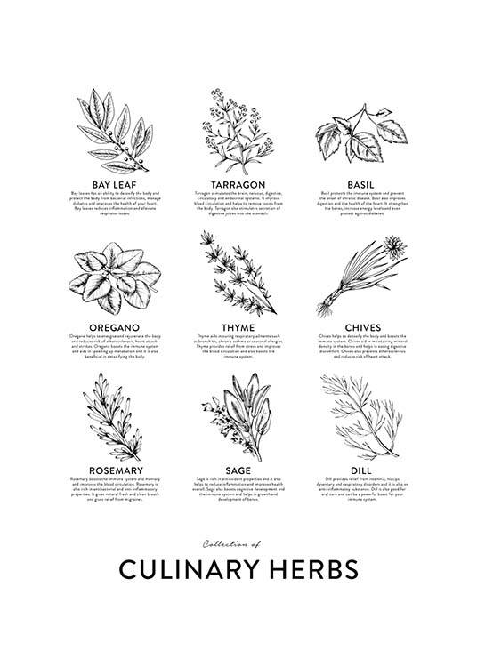 Collection Of Herbs, Affiches