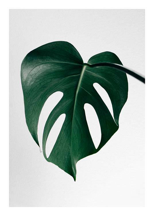 Monstera One Affiche