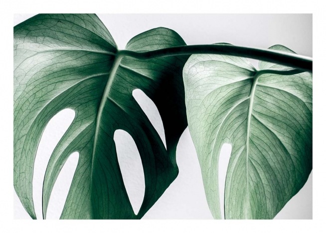Monstera Two Affiche