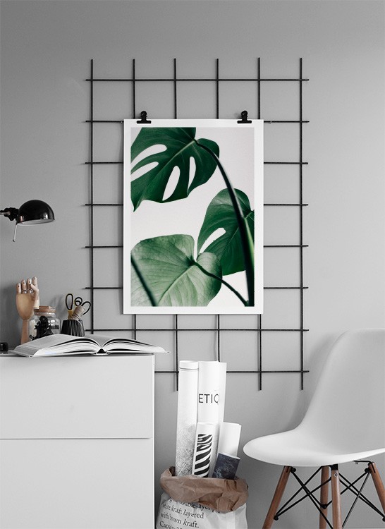  – Fotografia di alcune foglie di monstera verdi su sfondo grigio chiaro